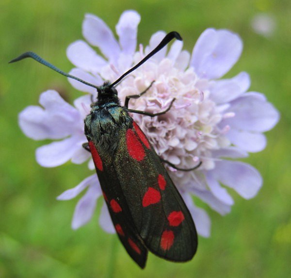 6-spot burnet moth Zygaena filipendulae