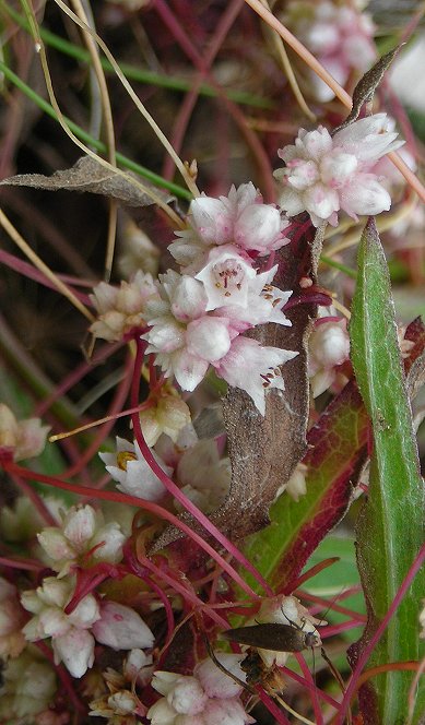 dodder flower Cuscuta epithymum