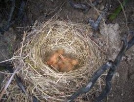photo of ouzel nest