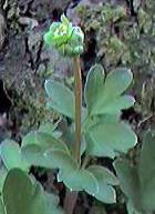Moschatel or Town hall clock