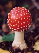 Fly agaric