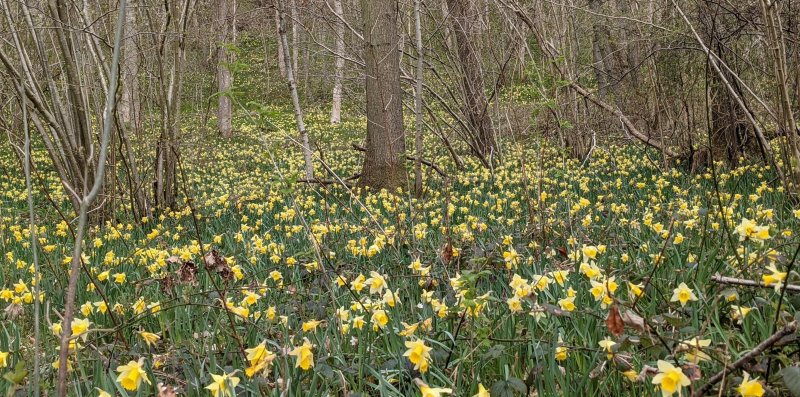 Daffodils in wood