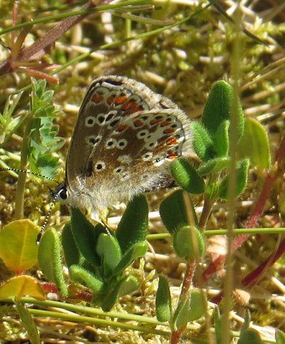 Brown argus butterfly