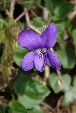 Common dog violet Viola riviniana
