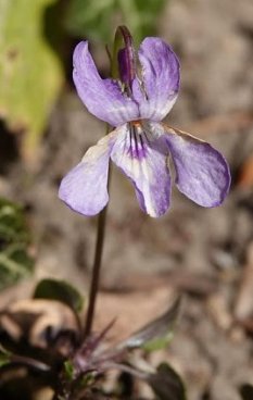 Wood dog violet Viola reichenbachiana