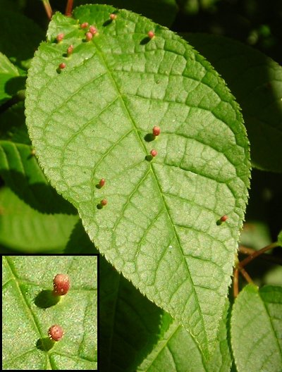 gall Eriophyes padi on bird cherry Prunus padus