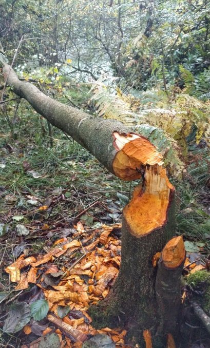 Tree felled by beavers