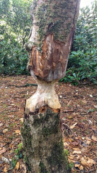 Tree part-felled by beavers