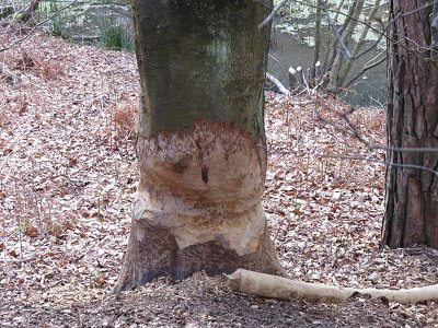 Large tree gnawed by beavers