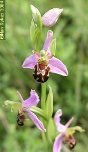 bee orchid, Ophrys apifera