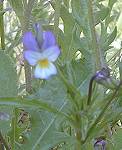 field pansy blue form