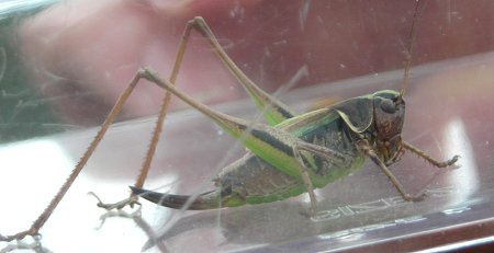 bog cricket