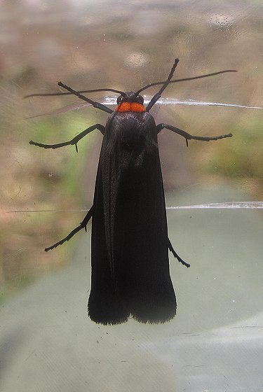 Red Necked Footman moth