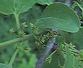 Buckthorn (female flowers)