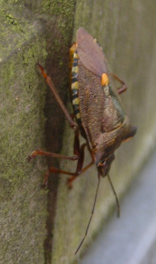 forest shield bug