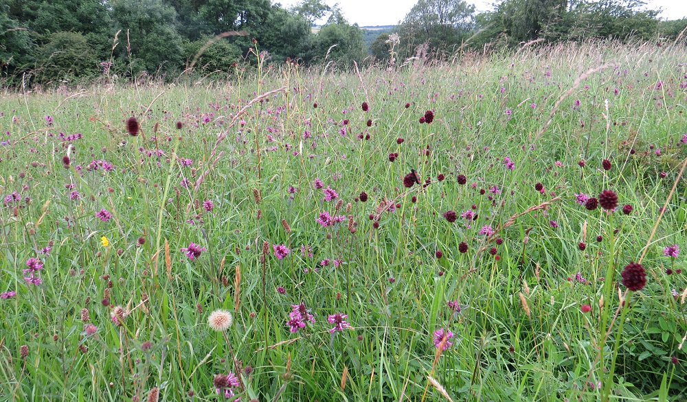 meadow flowers including betony and greater burnet