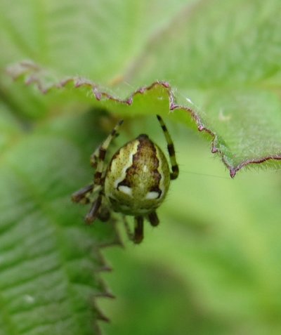 Four-spot orbweaver spider Araneus quadratus