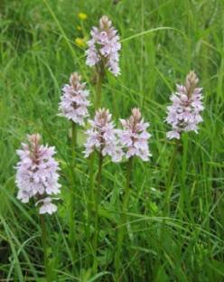 common spotted orchids Dactylorhiza fuchsii