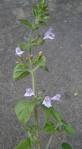 Clinopodium ascendens