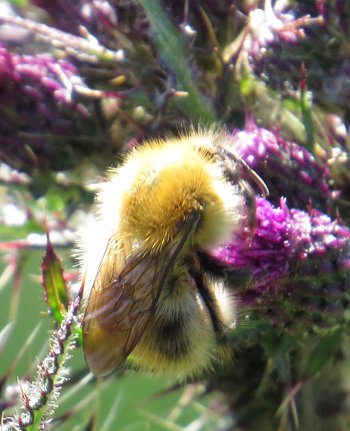 Carder bumblebee Bombus pascuorum