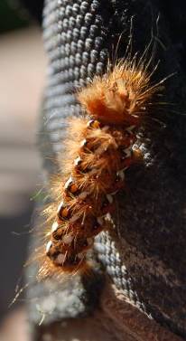 ?knotgrass moth caterpillar