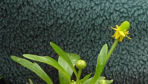 Celery-leaved buttercup  Ranunculus sceleratus