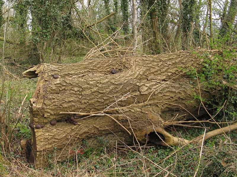 King Alfred's Cakes on old ash trunk