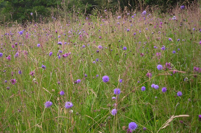 Scabious in meadow