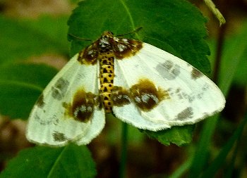 clouded magpie moth Abraxas sylvata
