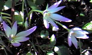 Group of Colchicums