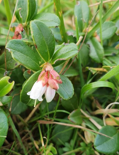 Cowberry flowers