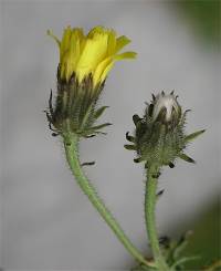 Crepis biennis