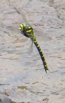 Golden-ringed dragonfly ovipositing