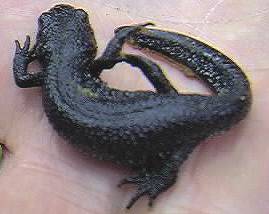 Great crested newt