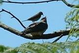 Cuckoo fed by meadow pipit