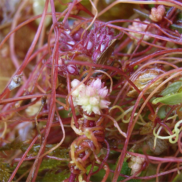 dodder Cuscuta epithymum