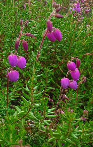 Daboecia cantabrica flowers