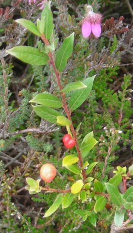 gall on dwarf willow