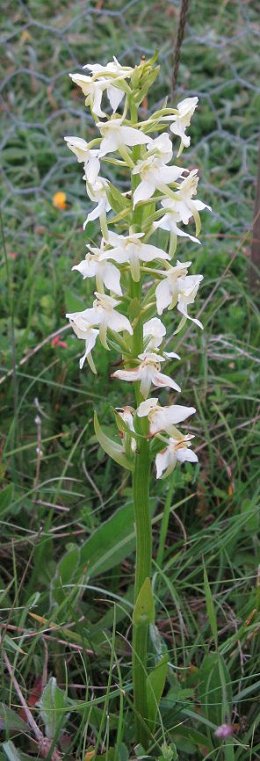 Greater butterfly orchid Platanthera chlorantha