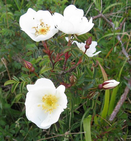Burnet rose Rosa spinosissima