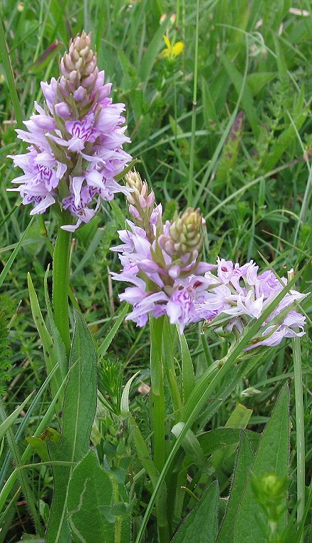 Common spotted orchid Dactylorhiza fuchsii