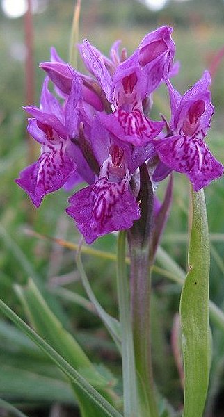 Northern marsh orchid Dactylorhiza purpurella