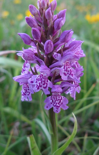 Spotted orchid Dactylorhiza sp. hybrid