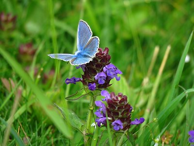 Common blue butterfly on self heal