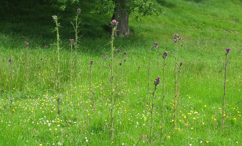 Meadow with marsh thistles