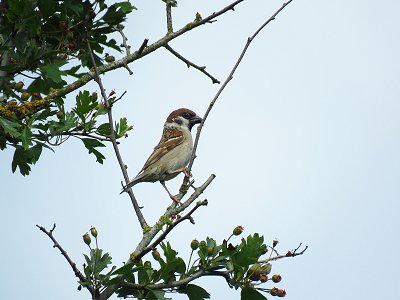 Tree sparrow with food