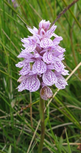 Heath spotted orchid Dactylorhiza maculata