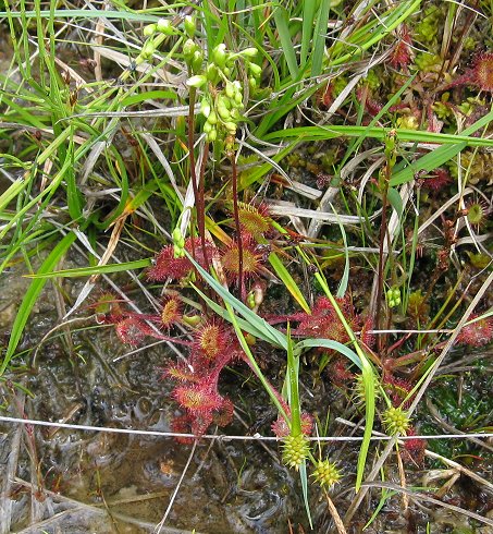 Sundew Drosera rotundifolia