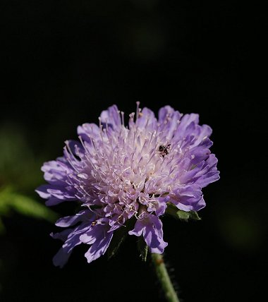 Field scabious Knautia arvensis