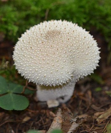 Common Puffball Lycoperdon perlatum